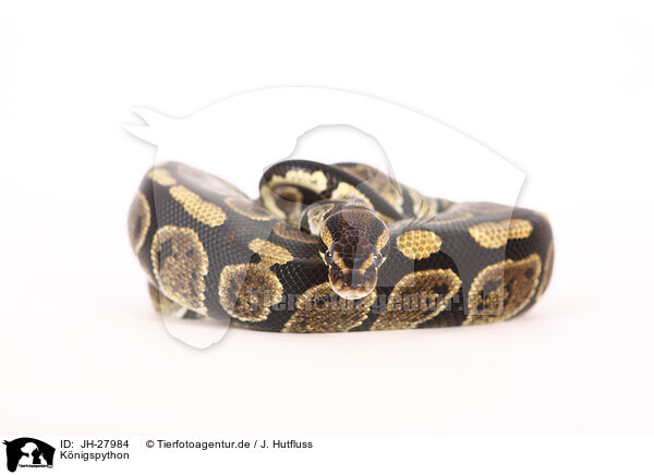 K�nigspython / ball python / JH-27984