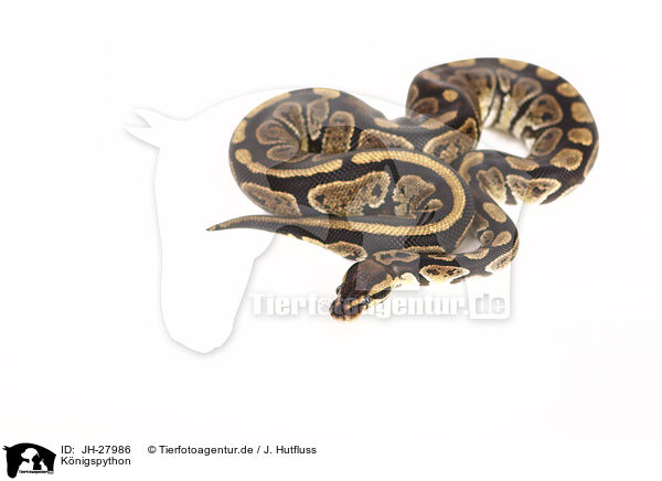K�nigspython / ball python / JH-27986