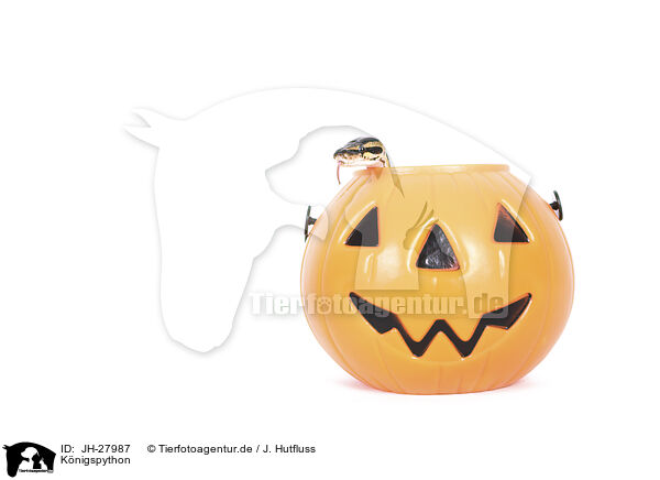 K�nigspython / JH-27987