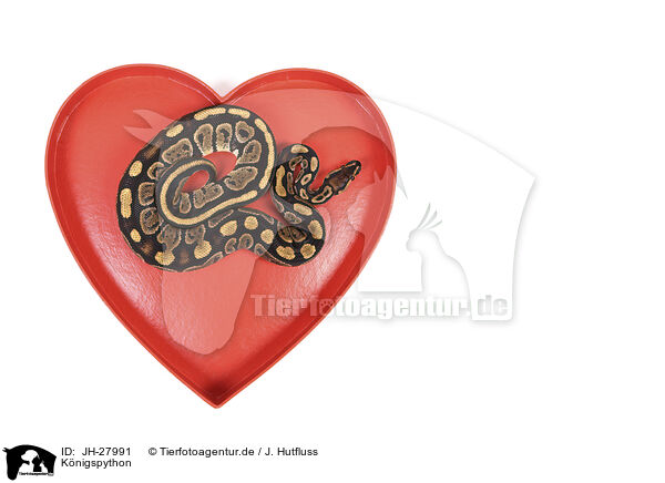 K�nigspython / JH-27991