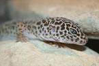 Leopardgecko