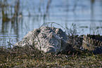 Nilkrokodil