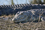 Nilkrokodil