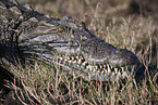 Nilkrokodil