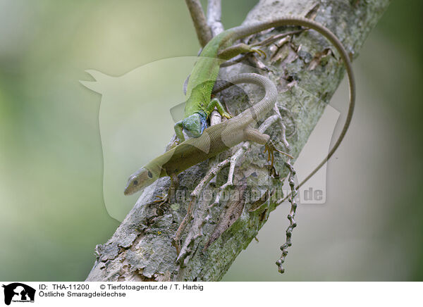 �stliche Smaragdeidechse / THA-11200