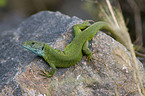�stliche Smaragdeidechse
