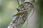 �stliche Smaragdeidechse