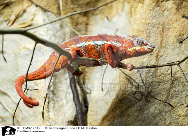 Panthercham�leon / Panther chameleon / DMS-17542