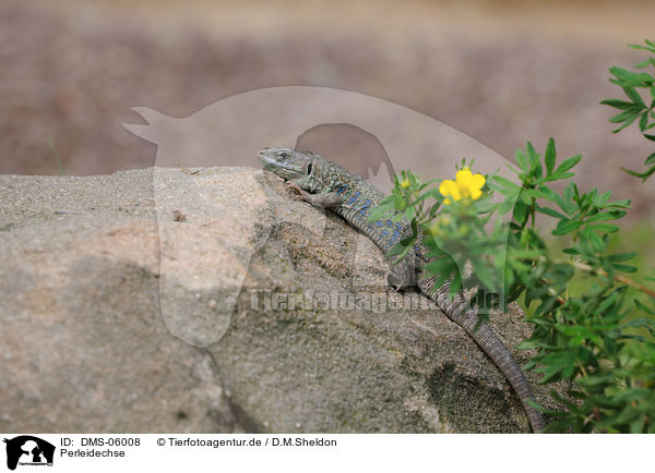 Perleidechse / ocellated lizard / DMS-06008