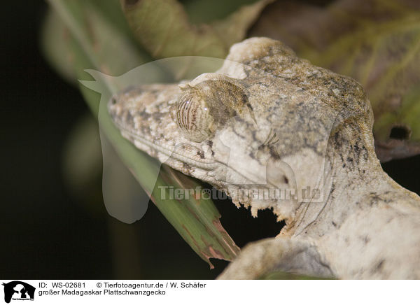gro�er Madagaskar Plattschwanzgecko / WS-02681