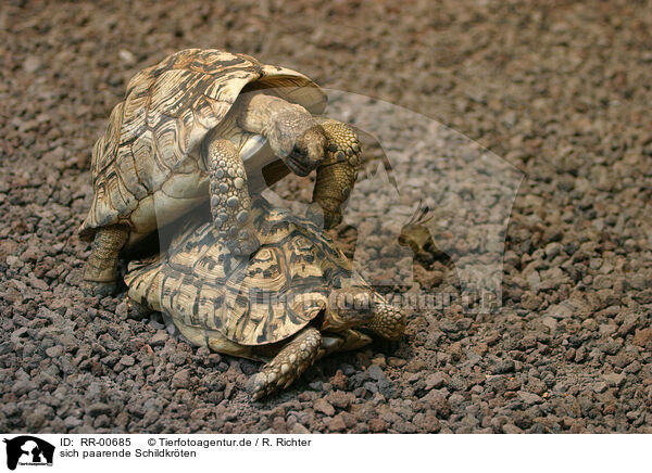 sich paarende Schildkr�ten / RR-00685