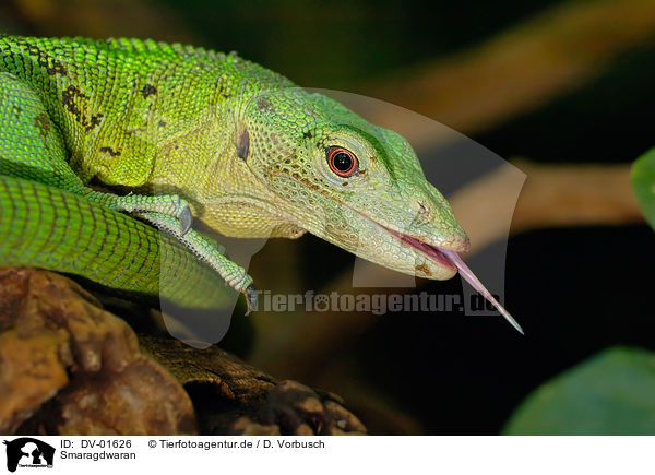Smaragdwaran / emerald tree monitor / DV-01626