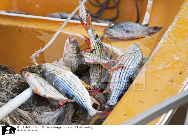 Tigerfische / African tigerfish / HJ-03309