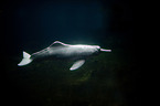 Amazon river dolphin
