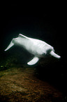 Amazon river dolphin