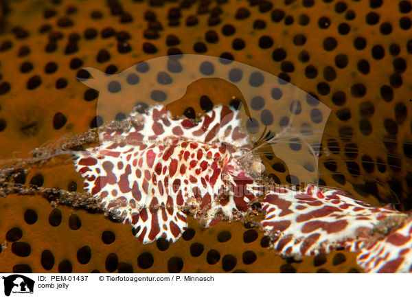 comb jelly / PEM-01437