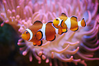 Anemone Clown Fish