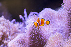 Orange clownfish