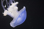 Australian spotted Jellyfish