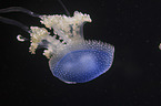 Australian spotted Jellyfish