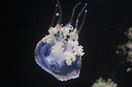 Australian spotted Jellyfish