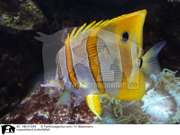 Kupferstreifen-Pinzettfisch / copperband butterflyfish / HB-01594