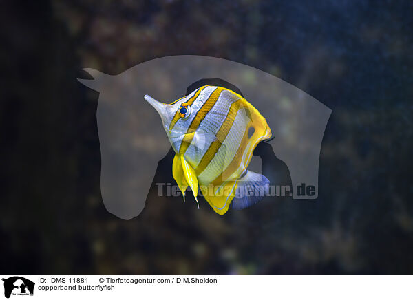 Kupferstreifen-Pinzettfisch / copperband butterflyfish / DMS-11881
