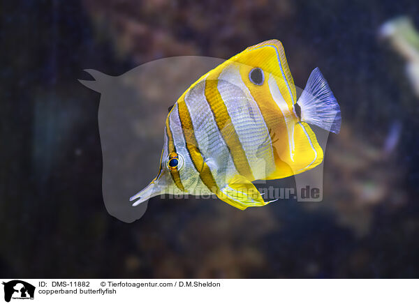 Kupferstreifen-Pinzettfisch / copperband butterflyfish / DMS-11882