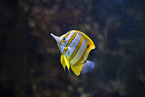 copperband butterflyfish