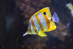 copperband butterflyfish