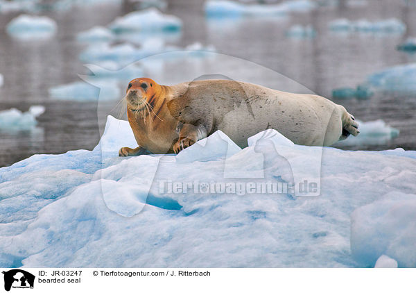 Bartrobbe / bearded seal / JR-03247