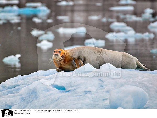 Bartrobbe / bearded seal / JR-03249
