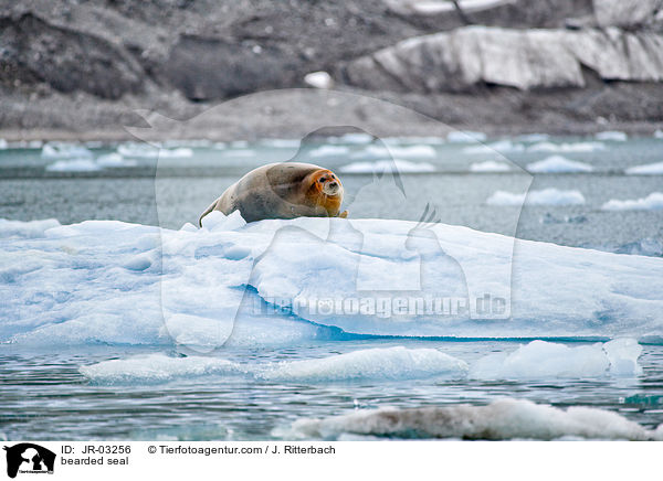 Bartrobbe / bearded seal / JR-03256