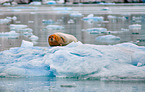bearded seal