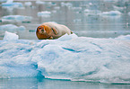 bearded seal