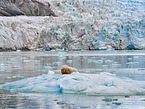 bearded seal