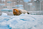 bearded seal