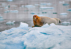 bearded seal