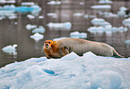 bearded seal