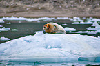bearded seal
