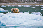 bearded seal