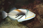 triggerfish