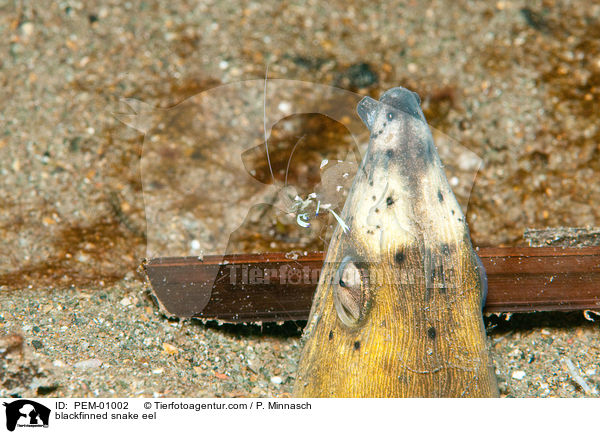 blackfinned snake eel / PEM-01002