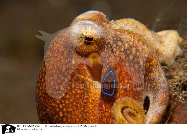 blue ring octopus / PEM-01296
