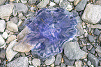 blue jellyfish
