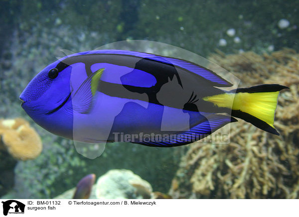 Doktorfisch / surgeon fish / BM-01132