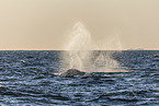 blue whale