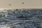 blue whale