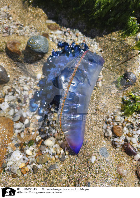 Atlantic Portuguese man-of-war / JM-22849