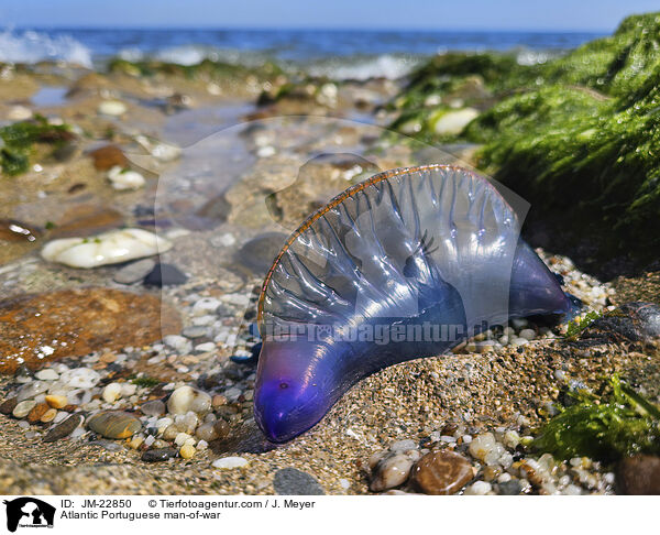 Atlantic Portuguese man-of-war / JM-22850